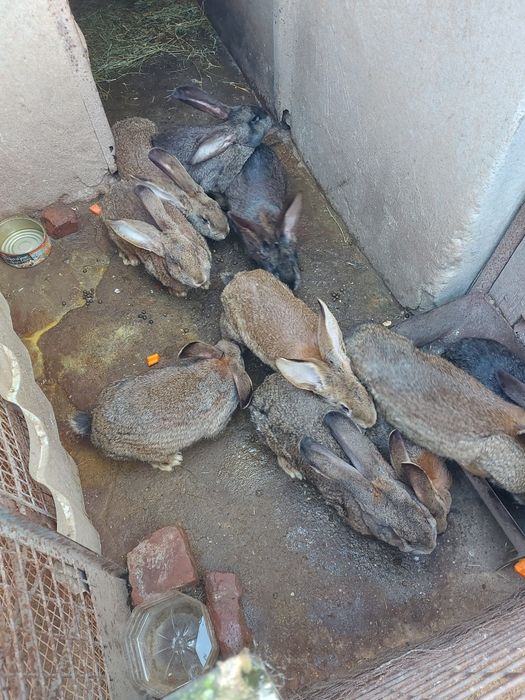 Iepuri rasa grea, femele mature