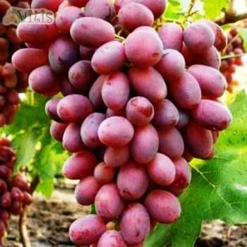 Саженцы винограда