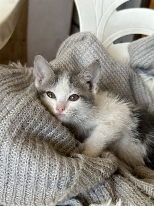 Котенок девочка