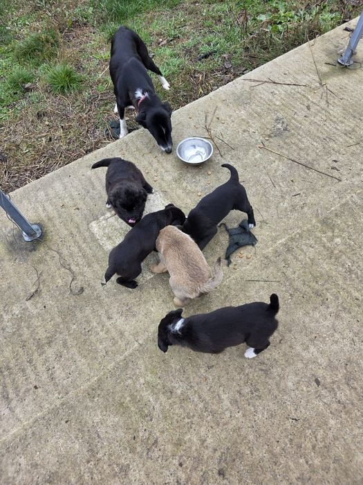 Donez pui rasa comuna metis