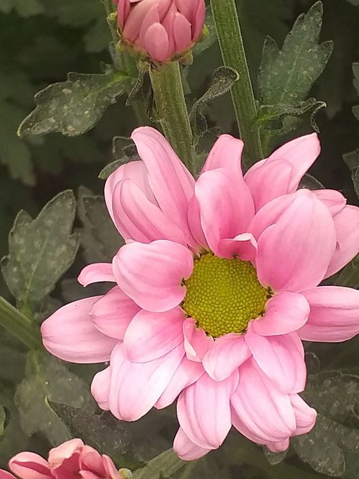 Хризантема ветка Бакарди/xrizantema vetka bakardi