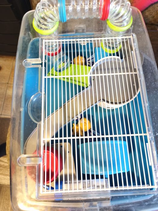 Când cușcă hamster