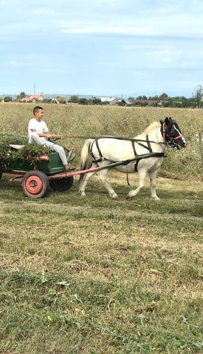 Ponei castrat , accept schimb cu animale