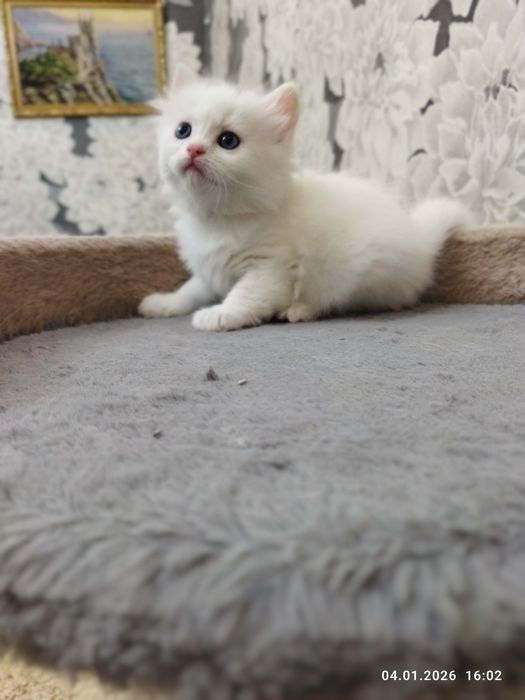 Продаются шотландские котята