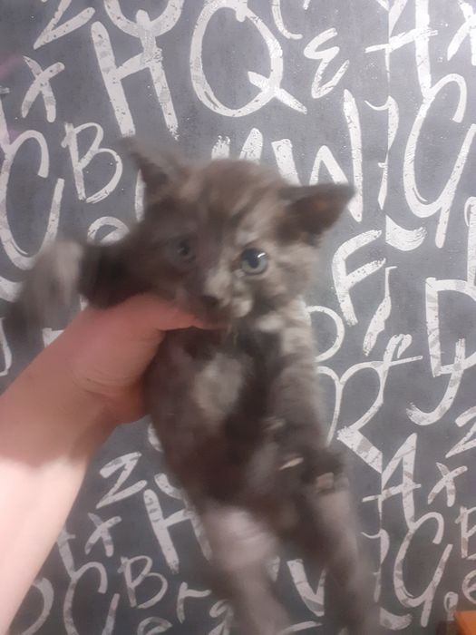 Предлагаются котята