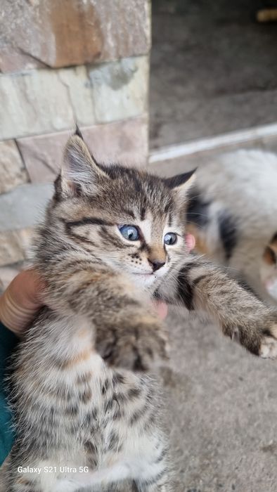 3 ta mushuk tekinga yaxshi boqadiganlaga bervoramz