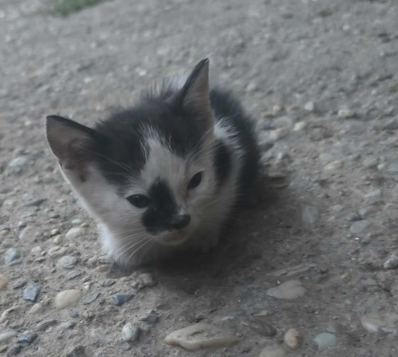 Pisoi spre adoptie