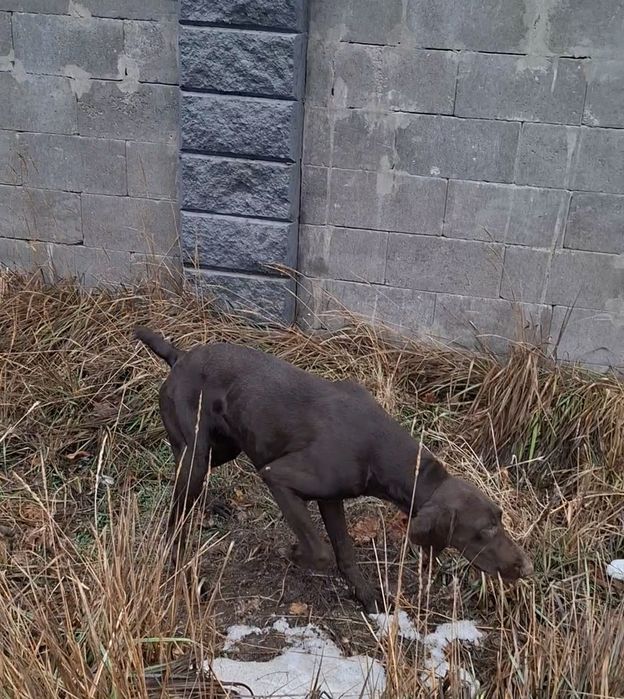 Продам Курцхаара суку