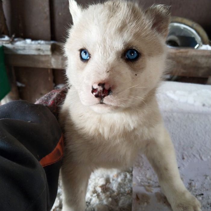 ХАСКИ щенки А55...А&