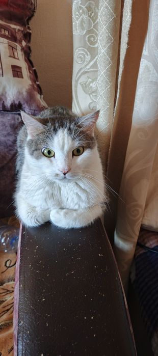 Кот в хорошем состояний, даром