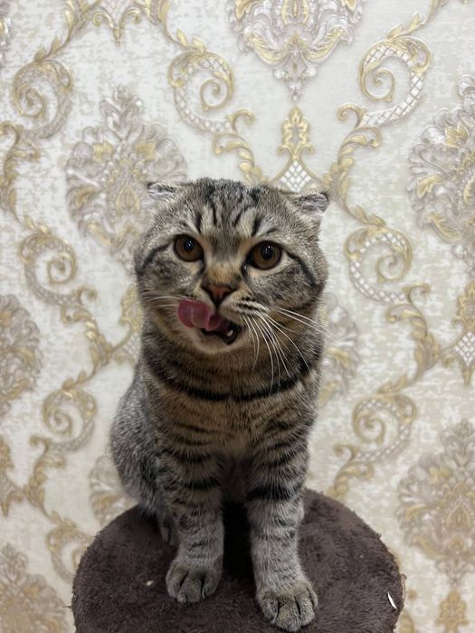 Ищем невесту для вязки