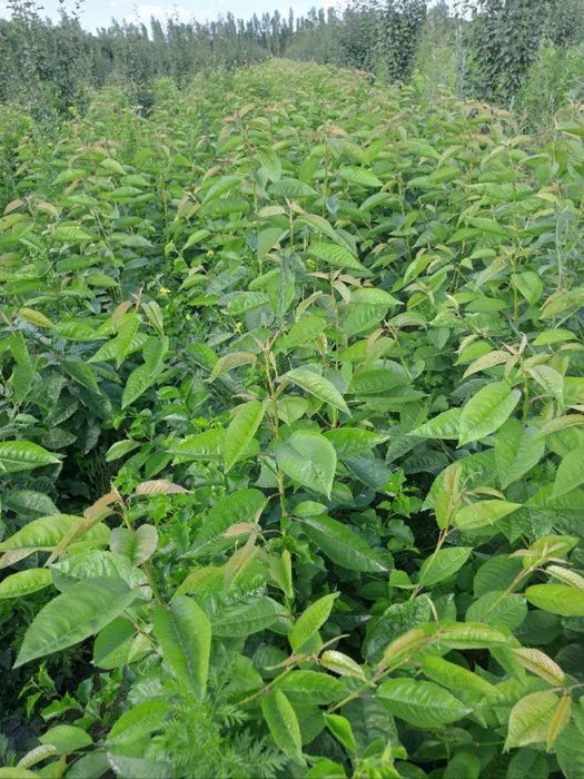 Кучатлар сотилади