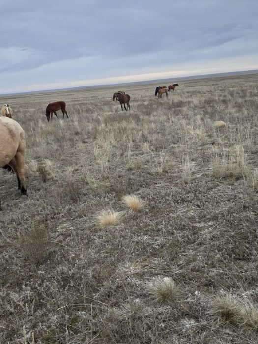 Жабағы, тай, биелер сатылады