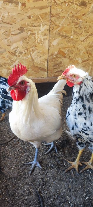 Găini, cocoși și pui