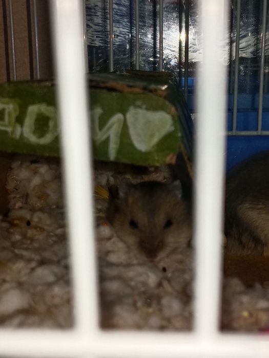 Отдам хомячка в добрые руки