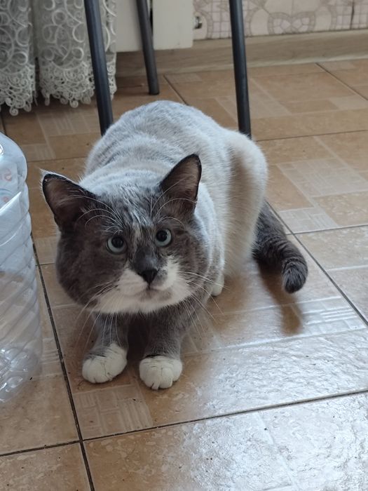 Отдам кота в добрые руки