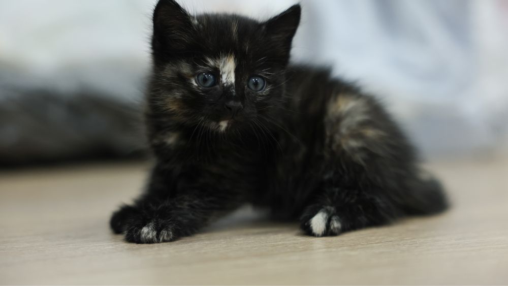 Котенок в добрые ручки