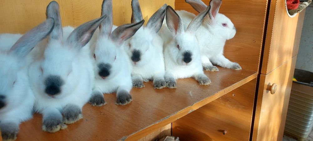 Кролики Коян калифорня