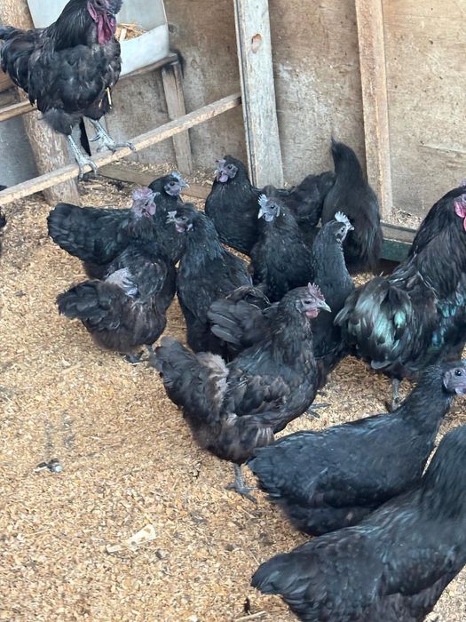 Продам инкубационный яйца ухейилюй