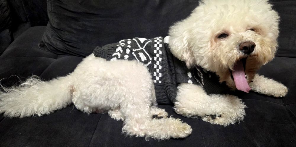 Hăinuțe căței talie mică, medie pentru vreme rece NOI - 60 Lei