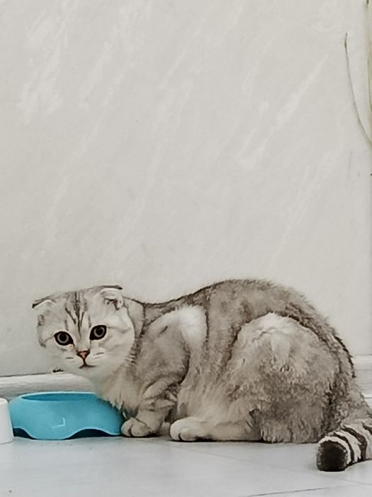 Oʻgʻil bola mushugimizga VIYAZKA  uchun Qiz bola mushu kere toza