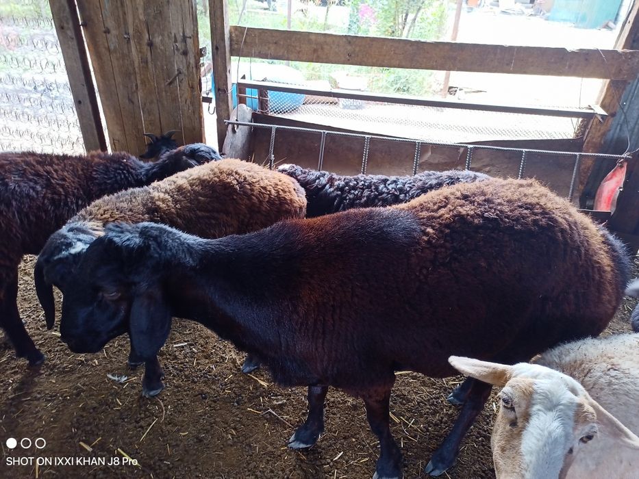 Продам срочно баранов.