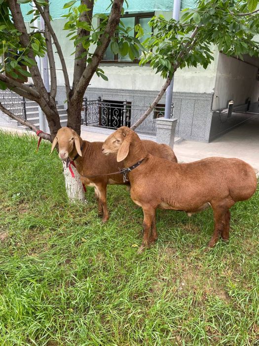 Кочор куй бор ехсонга