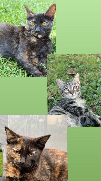Ofer 3 pisicuțe spre adopție