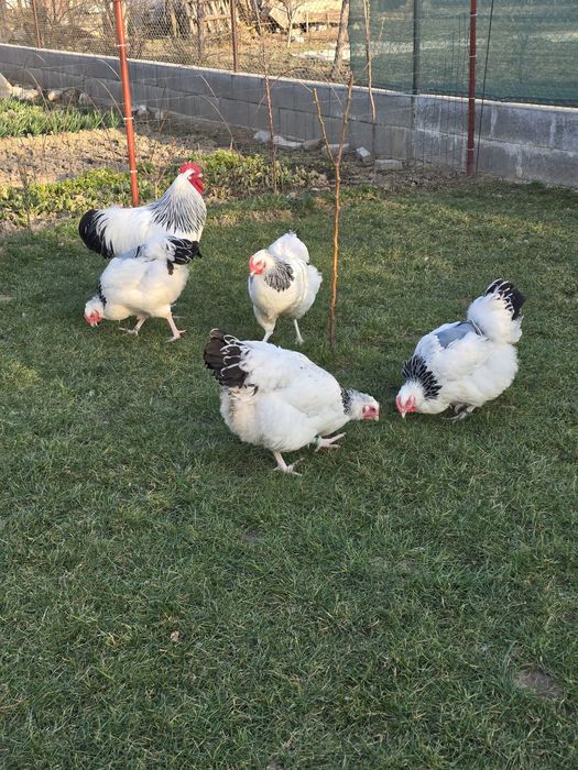 De vanzare familie sussex si new hampshire