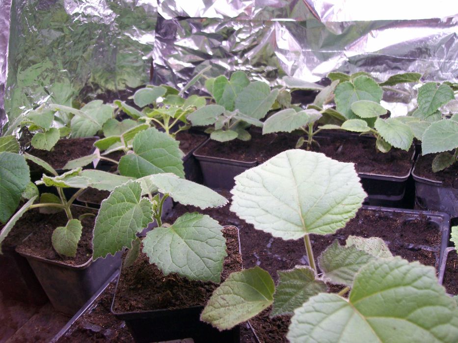 paulownia hibrid 9501  paulonia , paulovnia, nord max