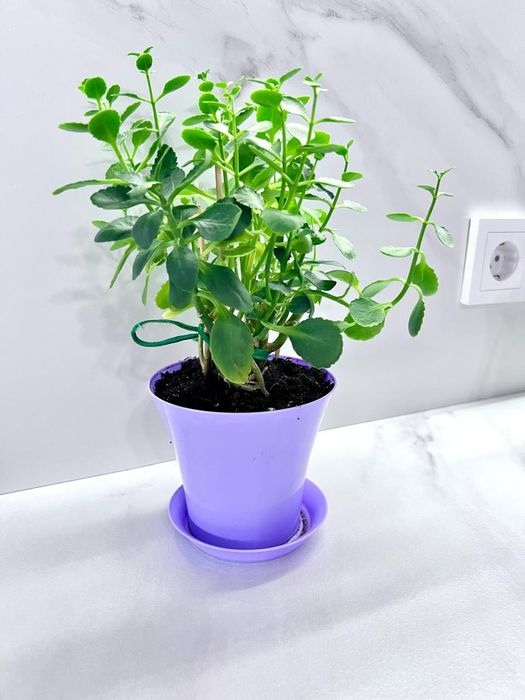 Каланхоэ 3 в 1 цветочка