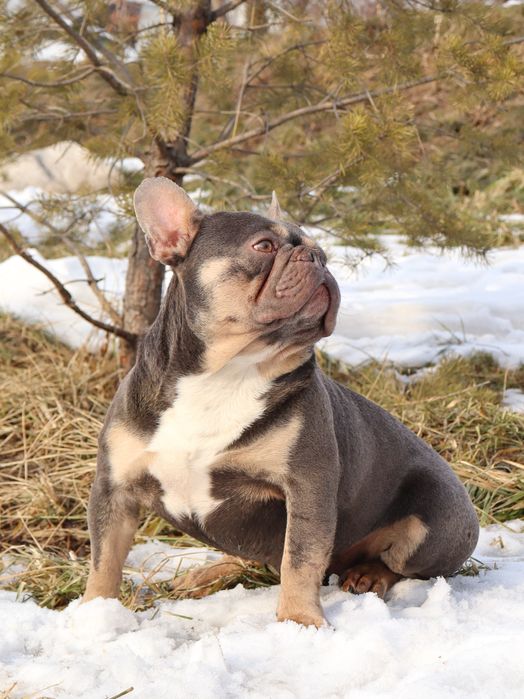 Лиловый кобель на вязку