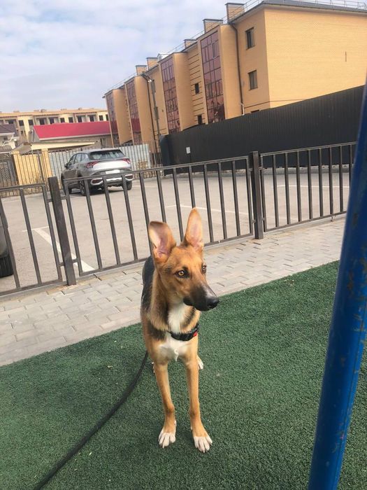 Отдаем в хорошие руки!!