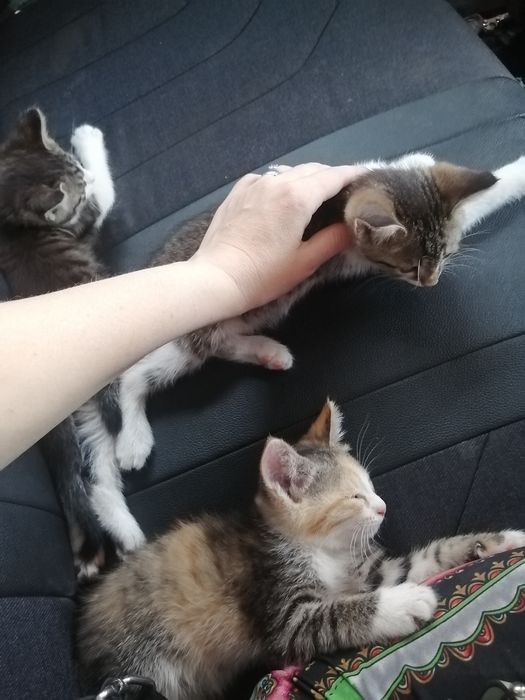 Котята, породистые и простые в добрые руки!