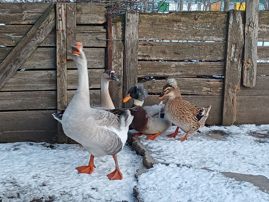 Rățoi motat, rata motata, gascan si gasca