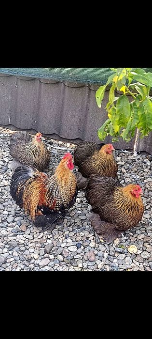 De vânzare gainuțe ..