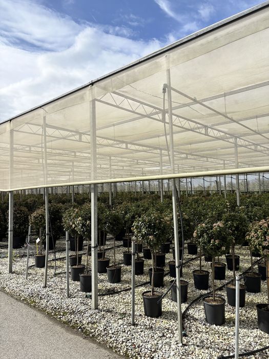 Leylandii gold rider toate dimensiunile