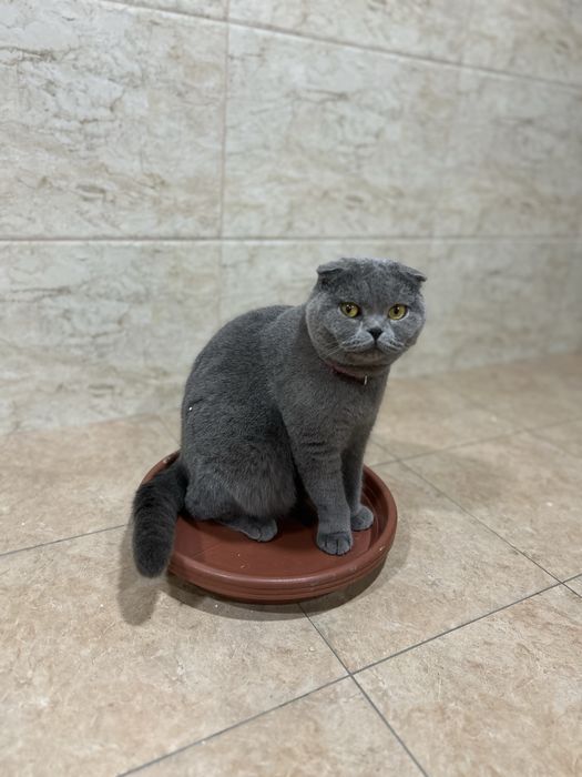 Продаются кошки