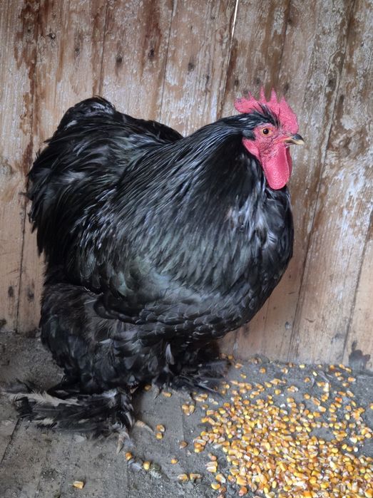 Cocos Brahma încălțat