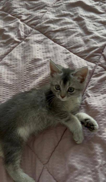 Отдам котят бесплатно