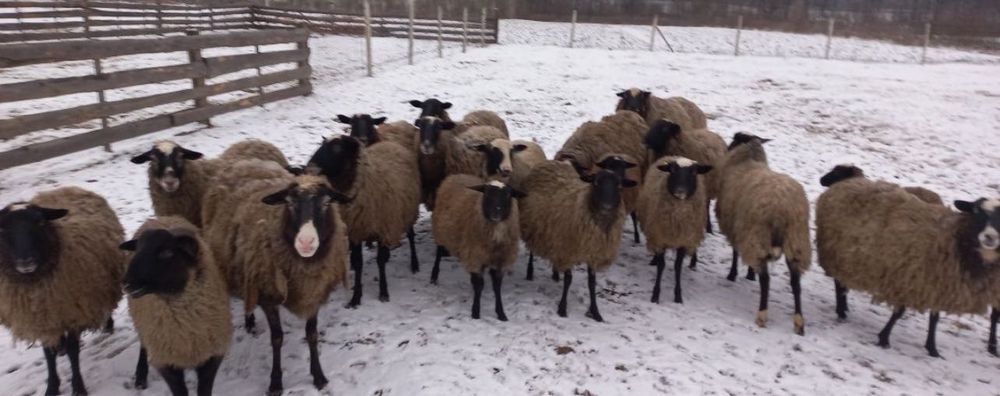 Продам Баранов овцы Романовской породи