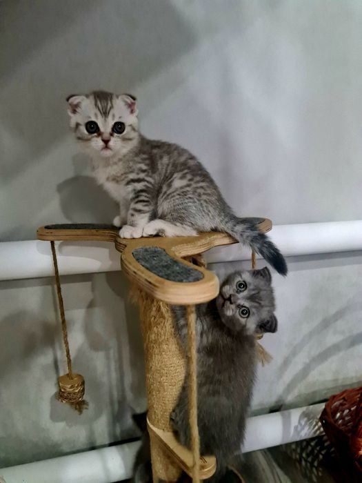 Британцы и шотландцы