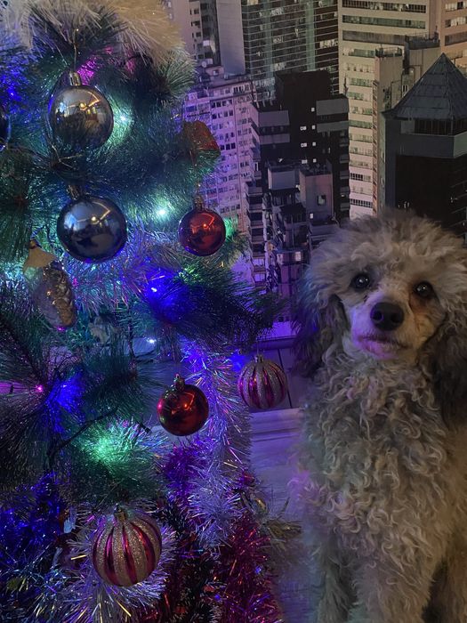 Пудель мальчик для вязки