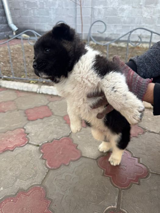 Американская Акито Ину