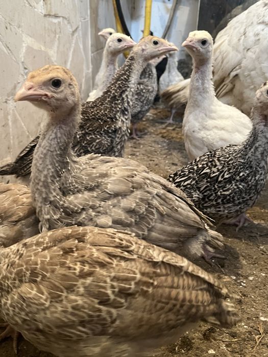 Индюшата Үндік балапандар 20шт