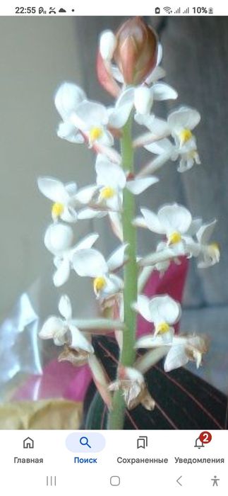 .Лудисия.Орхидея благородная.