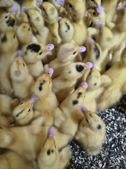 Boboci de rata pentru carne Mulard și Pekin