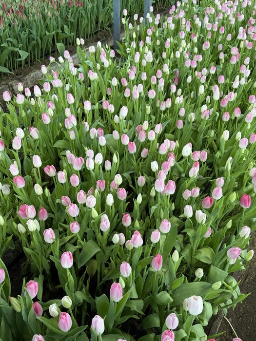 Тюльпаны оптом цветы