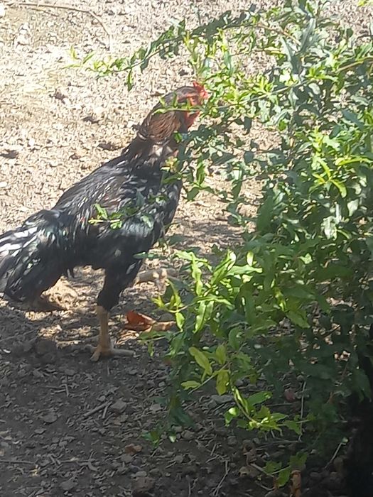 КОРЕЕЦ Хуроз сотилади