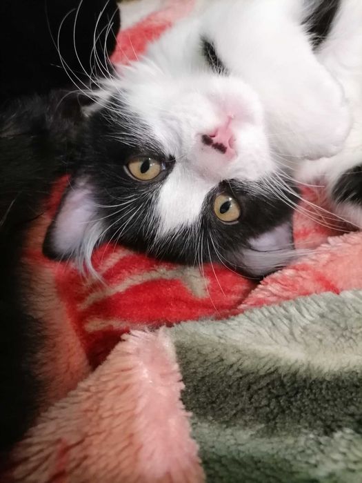 Котята в добрые руки!